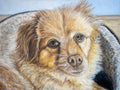 An original oil painting on canvas of our dog Sparky, 40 × 30 cm (16" × 12"). She is a Pomerpoo. Painting by Martin Buckwell