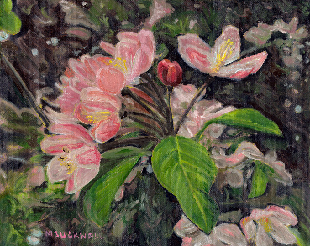 A small original oil canvas board painting of springtime blossom in a fruit tree, United Kingdom from Martin Buckwell